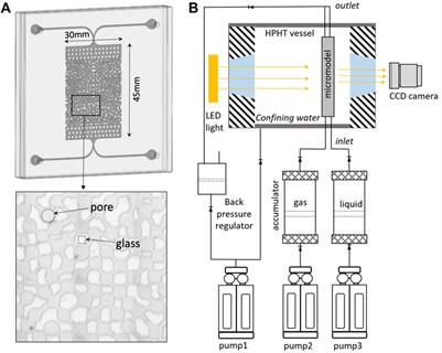 Experimental and modeling study of foam coarsening kinetics in porous media